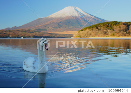 山中湖和天鵝 109994944