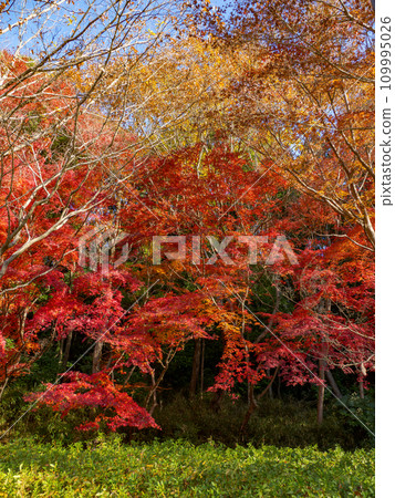 楓葉紅紅的秋天公園風景(千葉縣松戶市21世紀森林廣場) 楓葉紅紅的秋天公園風景(千葉縣松戶市21世紀森林廣場) 109995026