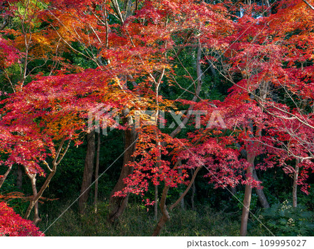 楓葉紅紅的秋天公園風景(千葉縣松戶市21世紀森林廣場) 楓葉紅紅的秋天公園風景(千葉縣松戶市21世紀森林廣場) 109995027