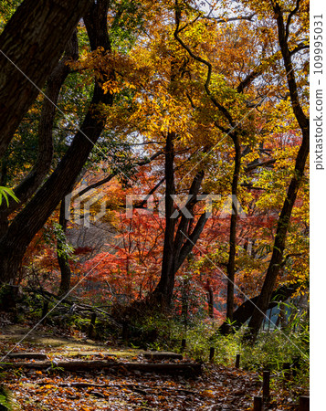 楓葉紅紅的秋天公園風景(千葉縣松戶市21世紀森林廣場) 楓葉紅紅的秋天公園風景(千葉縣松戶市21世紀森林廣場) 109995031