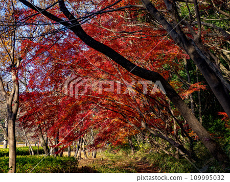 楓葉紅紅的秋天公園風景(千葉縣松戶市21世紀森林廣場) 楓葉紅紅的秋天公園風景(千葉縣松戶市21世紀森林廣場) 109995032
