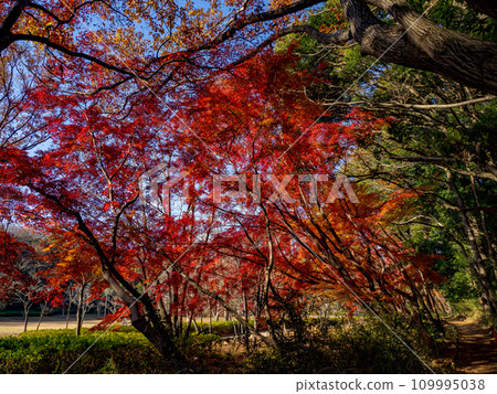 Autumn park scenery with maple leaves turning red (Matsudo City, Chiba Prefecture, 21st Century Forest and Plaza) Autumn park scenery with maple leaves turning red (Matsudo City, Chiba Prefecture, 21st Century Forest and Plaza) 109995038
