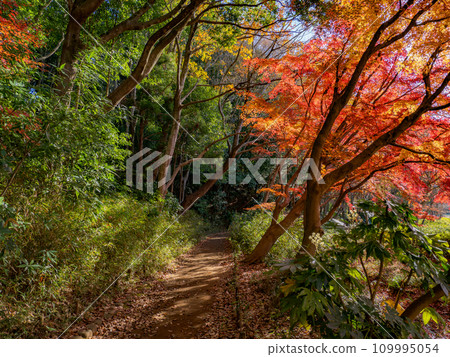Autumn park scenery with maple leaves turning red (Matsudo City, Chiba Prefecture, 21st Century Forest and Plaza) 109995054