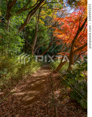 楓葉紅紅的秋天公園風景(千葉縣松戶市21世紀森林廣場) 楓葉紅紅的秋天公園風景(千葉縣松戶市21世紀森林廣場) 109995055