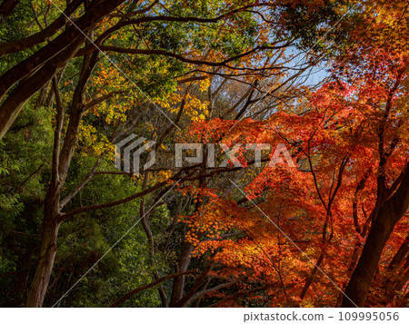 楓葉紅紅的秋天公園風景(千葉縣松戶市21世紀森林廣場) 楓葉紅紅的秋天公園風景(千葉縣松戶市21世紀森林廣場) 109995056
