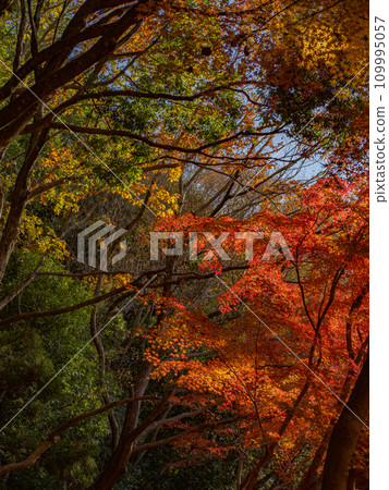 楓葉紅紅的秋天公園風景(千葉縣松戶市21世紀森林廣場) 楓葉紅紅的秋天公園風景(千葉縣松戶市21世紀森林廣場) 109995057