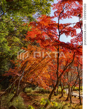 楓葉紅紅的秋天公園風景(千葉縣松戶市21世紀森林廣場) 楓葉紅紅的秋天公園風景(千葉縣松戶市21世紀森林廣場) 109995060