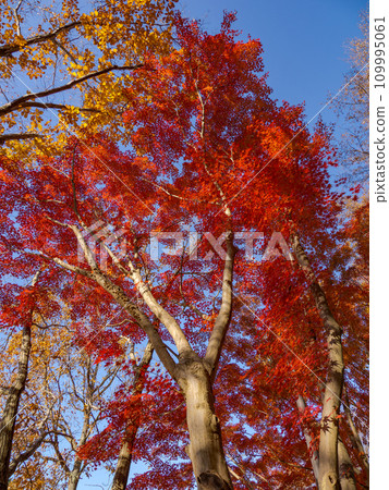 楓葉紅紅的秋天公園風景（千葉縣松戶市21世紀森林廣場） 109995061