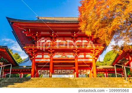 Omi Jingu Shrine in Jingu-cho, Otsu City, Shiga Prefecture, tower gate and autumn leaves 109995068