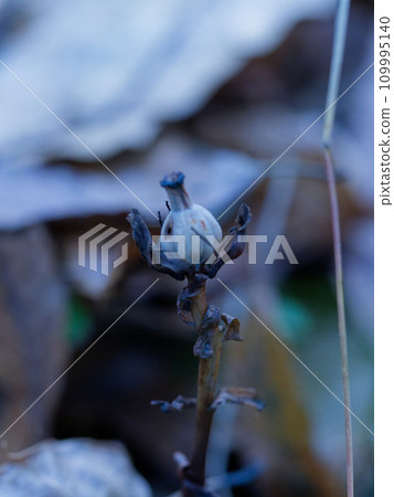 Capsules of goldenrod Capsules of goldenrod 109995140
