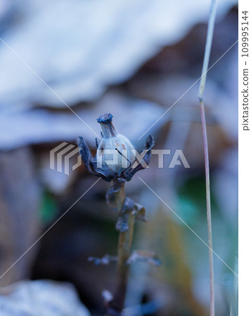 黃花膠囊 109995144