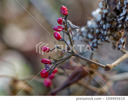 莢蓮屬莢蓮屬植物的紅色果實 109995610