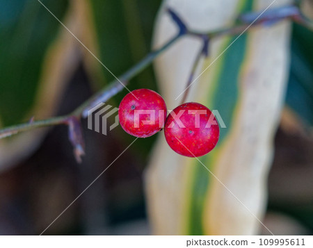 Vining plant with red fruits Sarutoriibara 109995611