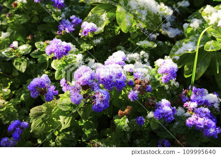 Snow piled up on the lilac ageratum flowers Snow piled up on the lilac ageratum flowers 109995640