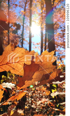 Beautiful brown oak leaves sway in wind in forest on sunny autumn day. Brightly shining sun, blue sky. Autumn leaves of tree close-up and sun beams. Autumn season. Natural background. Vertical video Beautiful brown oak leaves sway in wind in forest on sunny autumn day. Brightly shining sun, blue sky. Autumn leaves of tree close-up and sun beams. Autumn season. Natural background. Vertical video 109996120