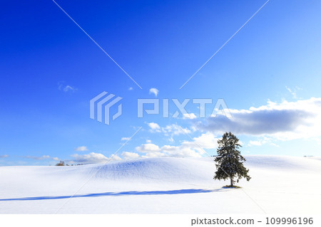 A winter landscape with trees in Furano City, Hokkaido with a blue sky A winter landscape with trees in Furano City, Hokkaido with a blue sky 109996196