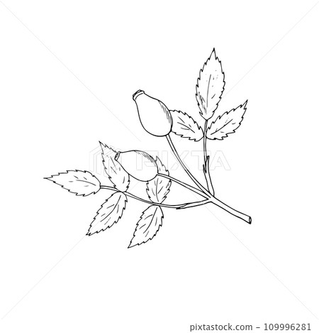 Hand-drawn rosehip vector illustration, in doodle style. Isolated on a white background. Hand-drawn rosehip vector illustration, in doodle style. Isolated on a white background. 109996281