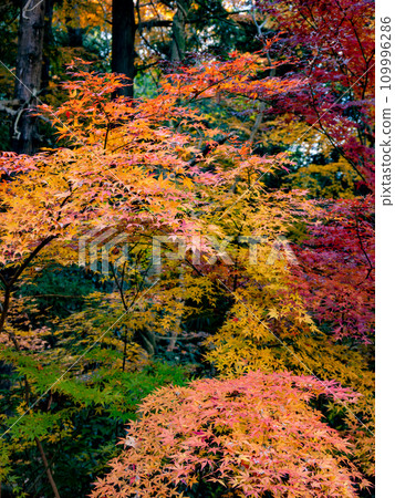 Autumn park scene with colorful maple leaves (21st century forest and plaza, Matsudo City, Chiba Prefecture) 109996286