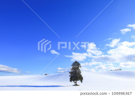 A winter landscape with trees in Furano City, Hokkaido with a blue sky 109996367