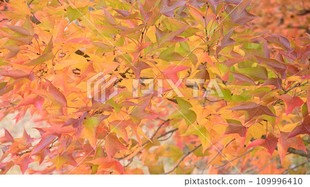 Autumn leaves Autumn leaves 109996410
