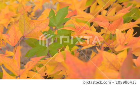 秋天的落葉 109996415