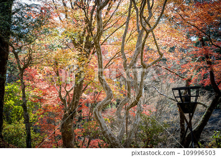 Unexplored autumn Gokanso autumn leaves scenery 109996503