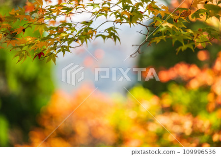 深不見底的秋天五感莊秋葉風光 109996536