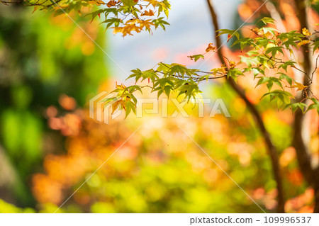 深不見底的秋天五感莊秋葉風光 深不見底的秋天五感莊秋葉風光 109996537