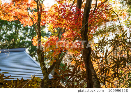 Unexplored autumn Gokanso autumn leaves scenery Unexplored autumn Gokanso autumn leaves scenery 109996538