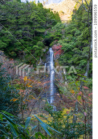 Unexplored autumn Gokanso autumn leaves scenery 109996559