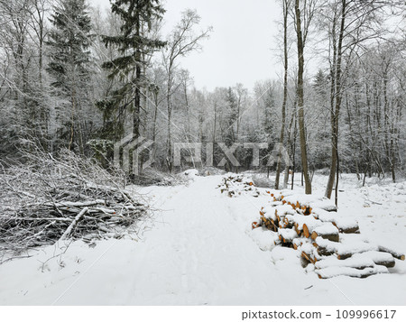 Winter snow-covered forest. Harvesting firewood, pruning trees. Winter snow-covered forest. Harvesting firewood, pruning trees. 109996617