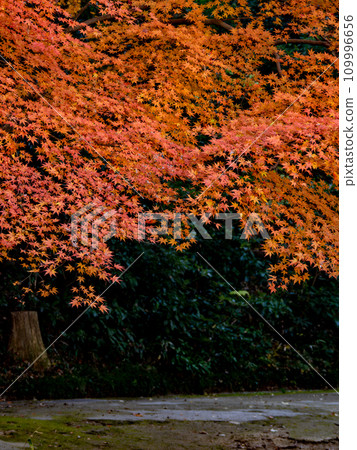 Autumn park scene with vivid maple leaves (Matsudo City, Chiba Prefecture, 21st Century Forest and Plaza) 109996656