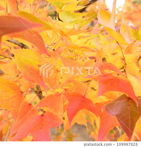 colorful autumn leaves colorful autumn leaves 109997828