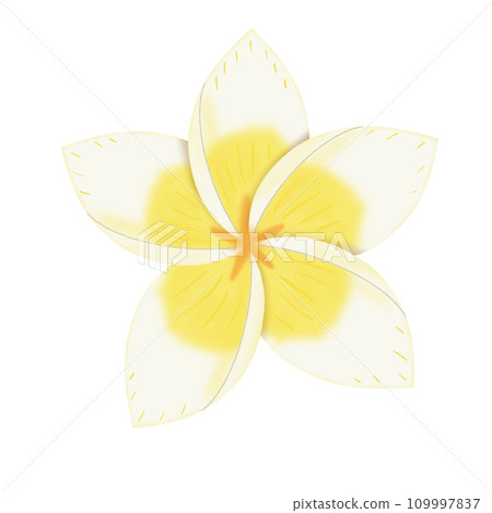 yellow frangipani flowers isolated on white yellow frangipani flowers isolated on white 109997837