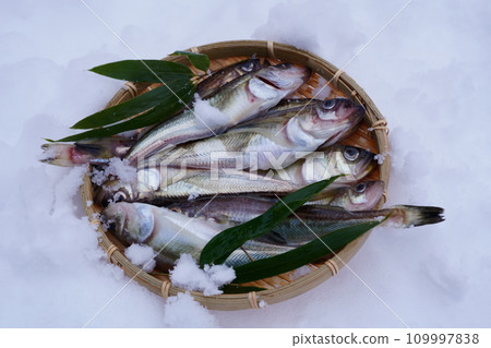 雪地上籠子裡的沙魚 雪地上籠子裡的沙魚 109997838