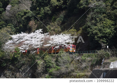 龜岡站前盛開的京都嵯峨野電車 109998222