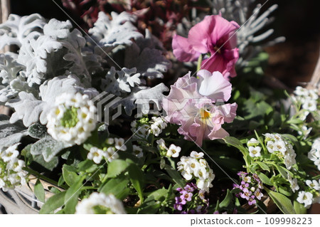 組播由種子生長的褶邊三色堇 組播由種子生長的褶邊三色堇 109998223