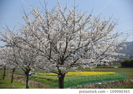 Kyoto, cherry blossoms and rape blossoms, near Kameoka Station on the Sagano Trolley train Kyoto, cherry blossoms and rape blossoms, near Kameoka Station on the Sagano Trolley train 109998365