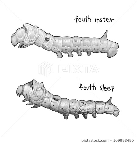 Silkworm larva 4th instar 4th sleep 109998490