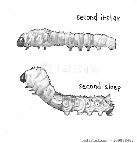 Silkworm larva 2nd instar 2nd sleep 109998492
