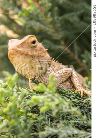 A picture of Chameleons A picture of Chameleons 109998559