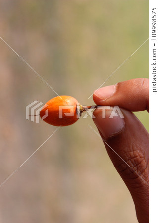 A picture of Tamarillo fruit with selective focus A picture of Tamarillo fruit with selective focus 109998575