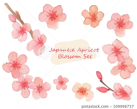 日本梅花插圖集，帶有柔和的水彩觸感 109998737