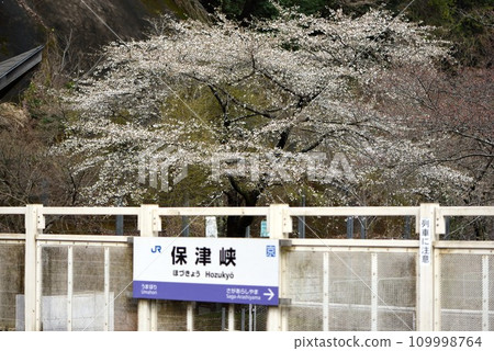 京都、JR保津峽站櫻花盛開 109998764