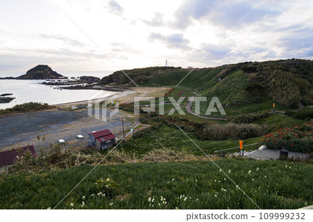 Winter in Tsumekizaki, Shimoda City, Shizuoka Prefecture, Izu Peninsula (aloe and narcissus) 109999232