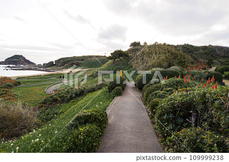 Winter in Tsumekizaki, Shimoda City, Shizuoka Prefecture, Izu Peninsula (aloe and narcissus) Winter in Tsumekizaki, Shimoda City, Shizuoka Prefecture, Izu Peninsula (aloe and narcissus) 109999238