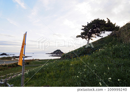 伊豆半島靜岡縣下田市妻木崎的冬天(蘆薈、水仙) 伊豆半島靜岡縣下田市妻木崎的冬天(蘆薈、水仙) 109999240