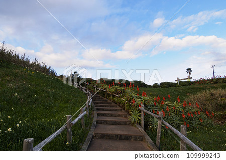 Winter in Tsumekizaki, Shimoda City, Shizuoka Prefecture, Izu Peninsula (aloe and narcissus) Winter in Tsumekizaki, Shimoda City, Shizuoka Prefecture, Izu Peninsula (aloe and narcissus) 109999243