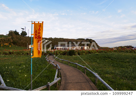 伊豆半島靜岡縣下田市妻木崎的冬天(蘆薈、水仙) 伊豆半島靜岡縣下田市妻木崎的冬天(蘆薈、水仙) 109999247