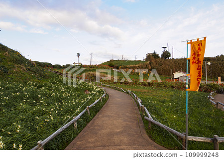 伊豆半島靜岡縣下田市妻木崎的冬天(蘆薈、水仙) 伊豆半島靜岡縣下田市妻木崎的冬天(蘆薈、水仙) 109999248